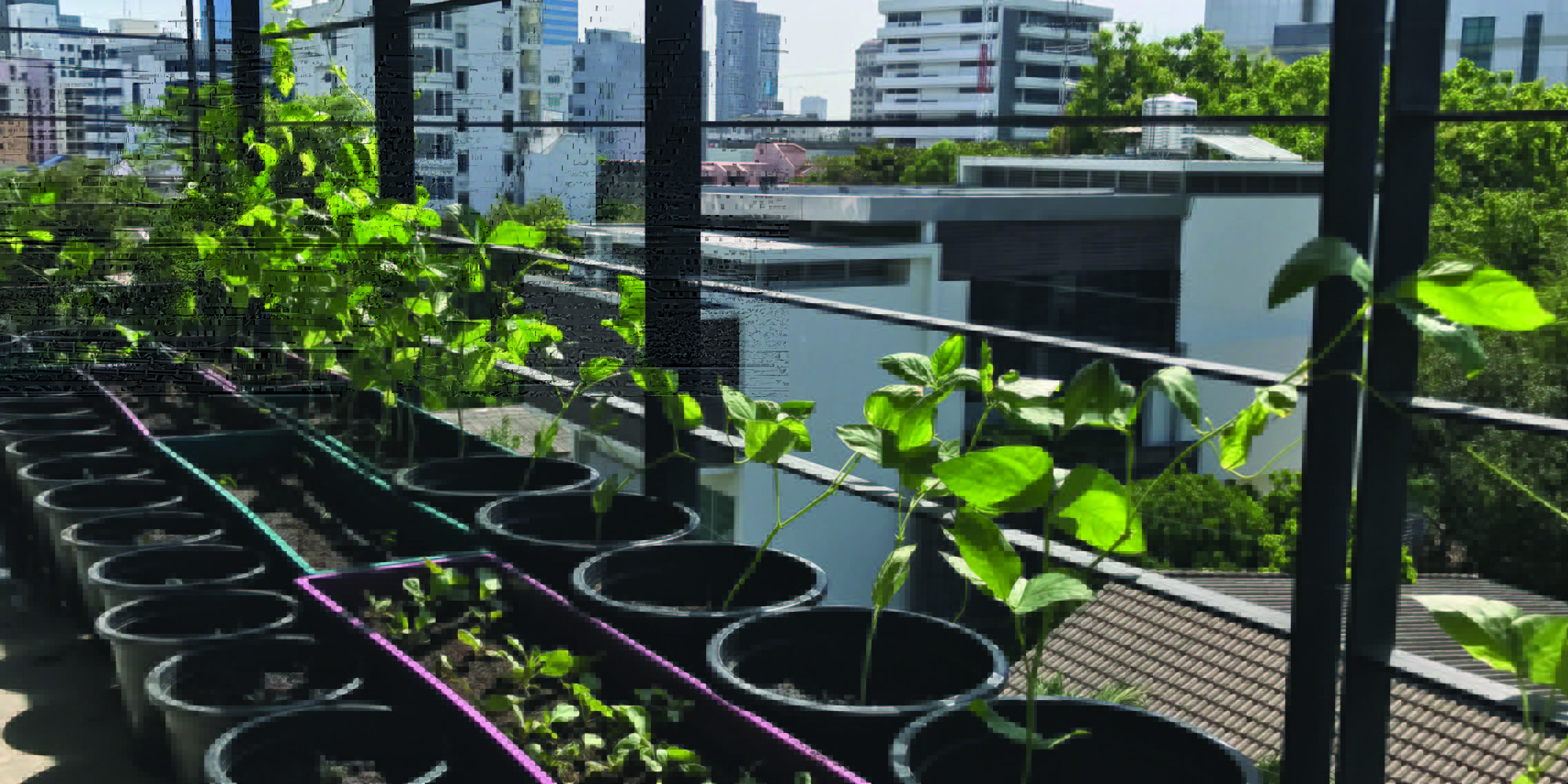 How to start a community garden in your strata building