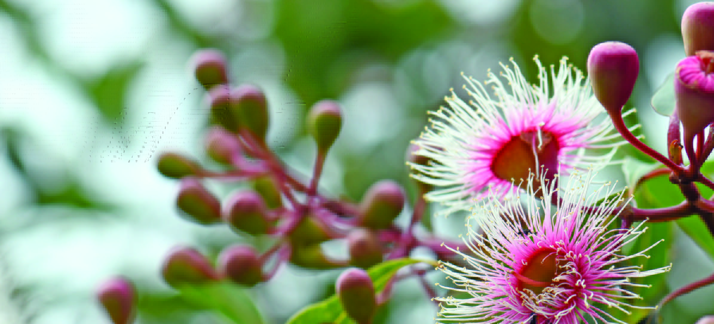 Native gardens and biodiversity and how your strata building can support local wildlife